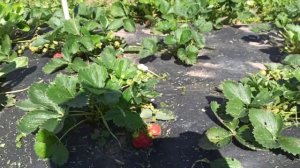 НСД сорт клубники Монтерей