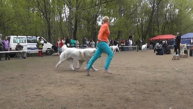 "Азиат 2014" Моно среднеазиатских овчарок. смотреть онлайн