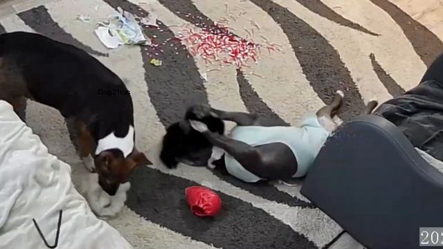 Скрытая камера ? смотреть онлайн