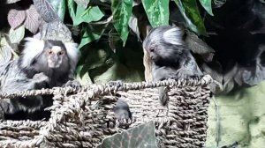 МАЛЕНЬКИЕ ОБЕЗЬЯНКИ МАРМОЗЕТКА ИГРУНКА. Москва, Крокус Сити.