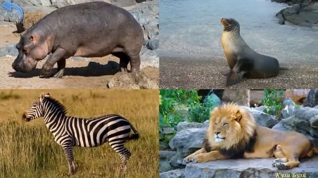 Животные мира для малышей Учим животных мира Животные мира для детей смотреть онлайн