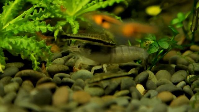 аквариум 300 литров ! shrimps and fish 1 "Рыбы и креветки" смотреть онлайн