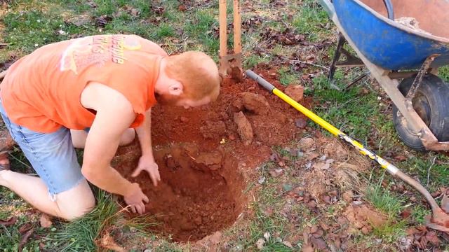 How to Plant (Fruit) Trees in Compacted Clay Soil смотреть онлайн