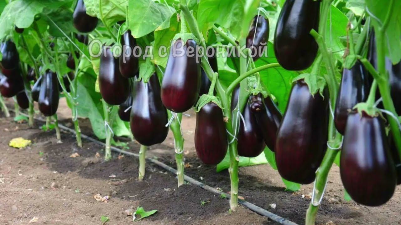 Баклажаны сею только так! смотреть онлайн