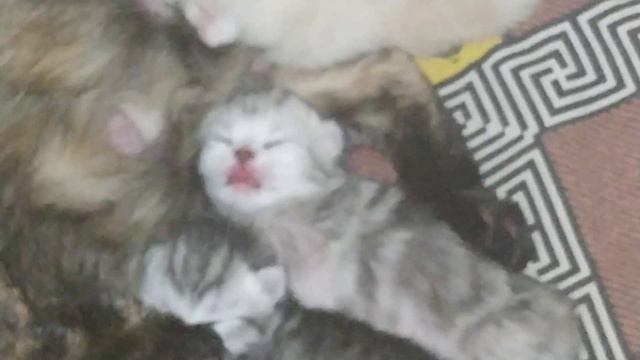 Котята, 5 дней смотреть онлайн