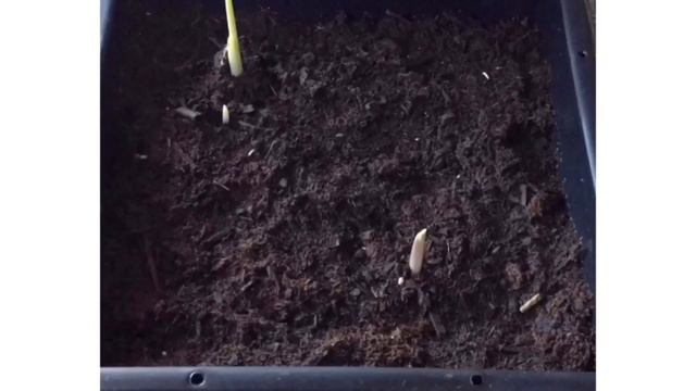 Preplanted bulbs from Costco time lapse video of 60 days! смотреть онлайн