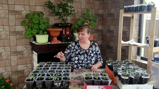 Скручиваются листья у рассады - причины и что можно сделать смотреть онлайн