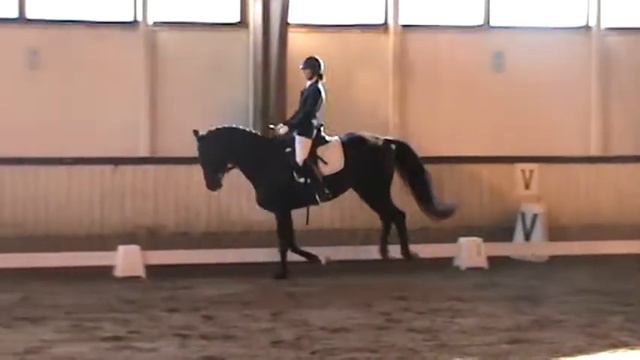 Livengood 2009y.o Holsteiner stallion, Young dressage horse for sale. Champion 68,188% смотреть онлайн