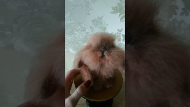 Кролик из шерсти смотреть онлайн