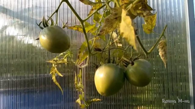 Помидоры, сорт "бычье сердце" смотреть онлайн