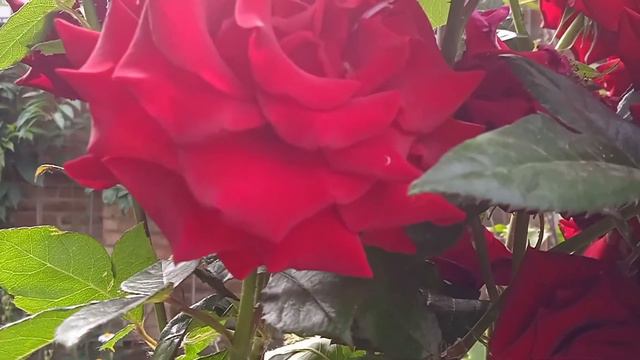 Взошла герань из семечек, пересадили цветы из палисадника. смотреть онлайн