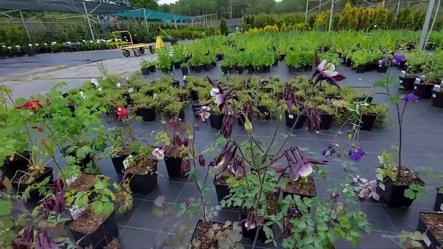 поход в садовый центр, с ценами часть 1 смотреть онлайн