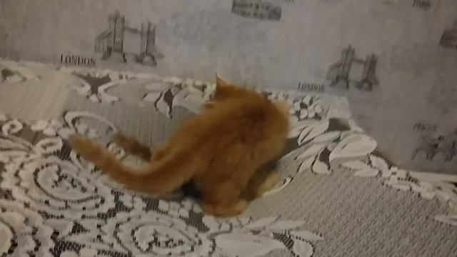 Маленькие рыжие котята веселятся.Little red kittens having fun. смотреть онлайн