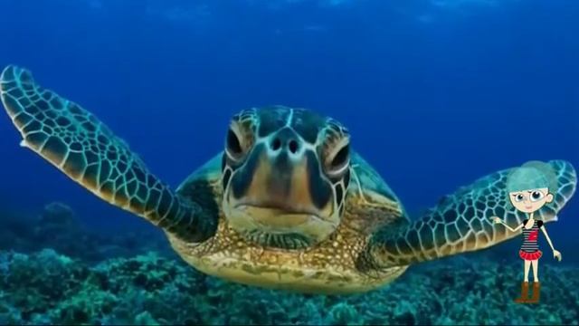 Информационная рубрика для детей «Children’s World».Интересные факты о черепахах? смотреть онлайн