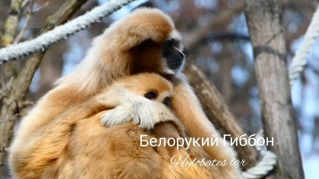 Гиббон белорукий смотреть онлайн