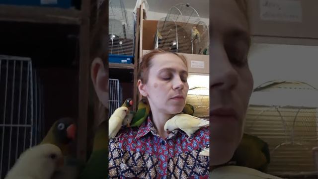 Неразлучники ручные. смотреть онлайн