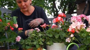 Как обрезать герань на зиму. Осенняя обрезка пеларгонии.