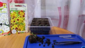 Пикировка мимулюса