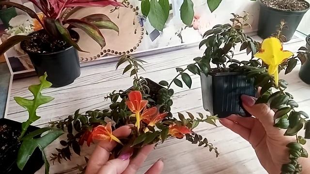 Цветочное ассорти. смотреть онлайн