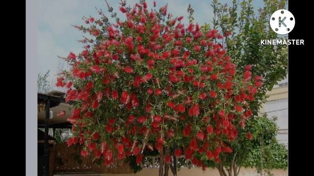 კალისტემონი / Callistemon смотреть онлайн