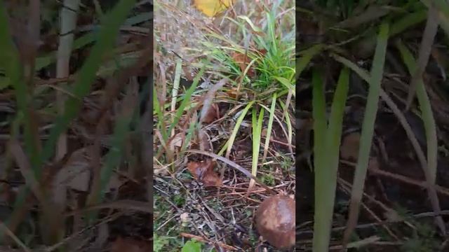 Снова пошли грибы. Подберёзовики прут во всю! смотреть онлайн