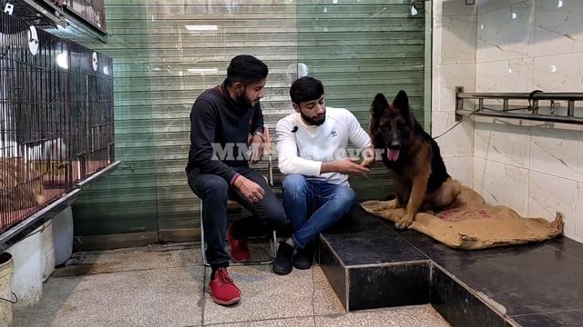 Tollinton market Lahore || lion in Lahore || German Shepherd triple coat || Persian cat in market смотреть онлайн