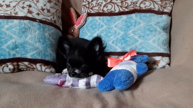 Щенок чихуахуа черного с белым окраса 3. Питомник Шани Шан. Chihuahua. kennel Shani Shan смотреть онлайн