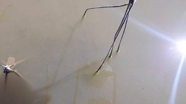 Скрытая камера. Как кормится карп и караси самостоятельно из кормушки Рефлекс. смотреть онлайн