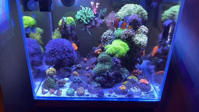 Reef Cube 20g