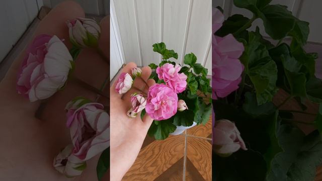 Юзис - Парцефаль|первое цветение 💥#цветы,#пеларгонии . смотреть онлайн