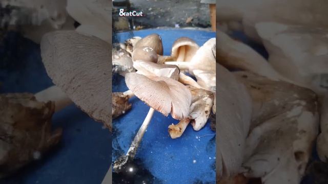 Volva Mushroom! 09054587436 смотреть онлайн