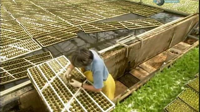 Выращивание растений с помощью гидропоники смотреть онлайн