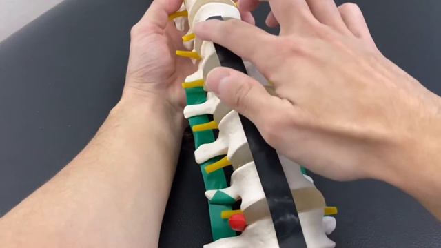 Anatomy of ligaments of spine (English) смотреть онлайн