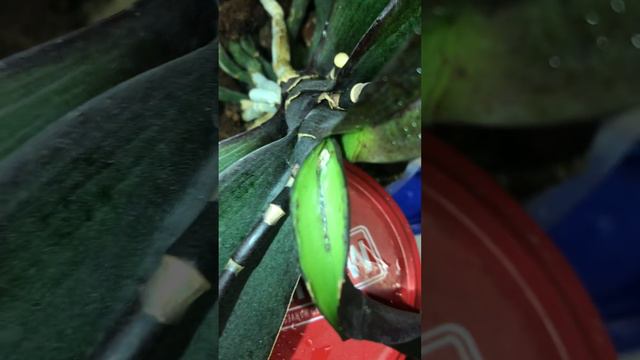 Точка зростання у орхідеї Пескара Є! Радію! Верхній листок у формі трубочки розрізала успішно!💪🌸🌱 смотреть онлайн