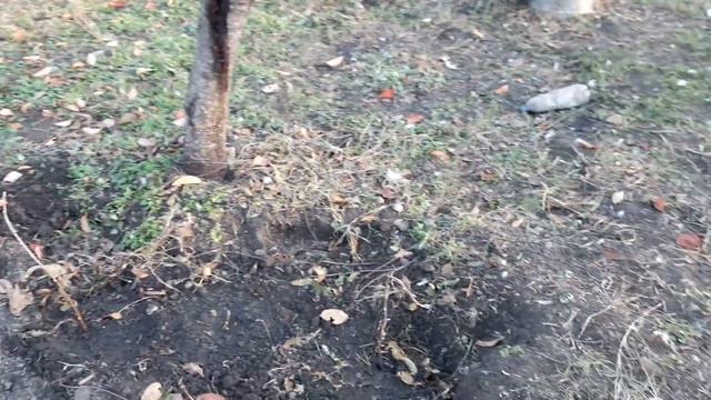Посадка Малины и чёрной смородины . 16.11.2022г. смотреть онлайн