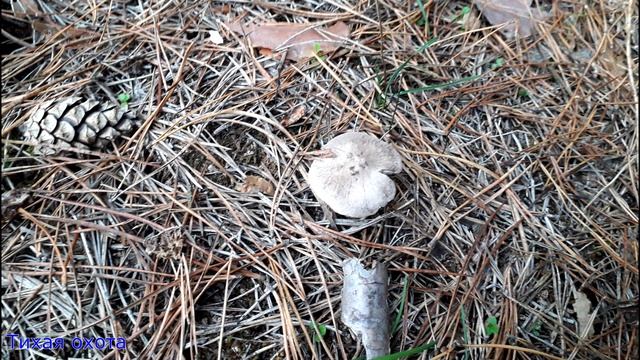 Пепельный рыцарь: рядовка серая и землисто серая смотреть онлайн