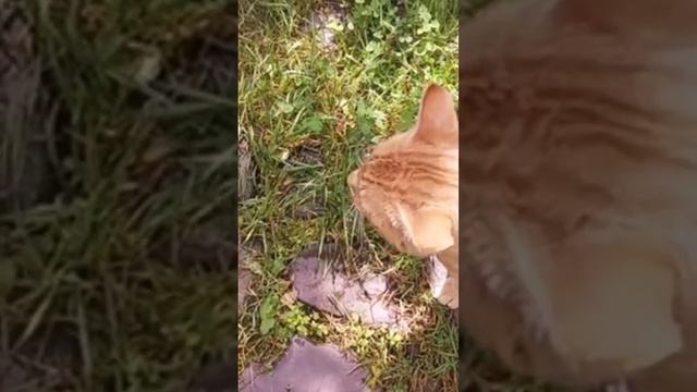 Знайомтеся! Рижко Васькович!!!@@##$$%%%^^@ смотреть онлайн