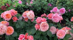 Мэри Энн,Mary Ann.Tantau 2012 «ностальгическая роза»