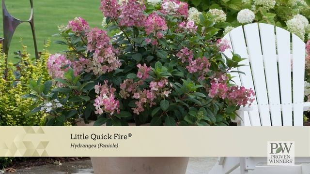 Little Quick Fire® Hydrangea paniculata смотреть онлайн