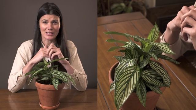 Goeppertia Elliptica 'Vittata'  Houseplant Care – 361 Of 365