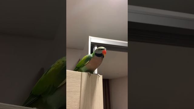 Розовогрудый вьетнамский попугай смотреть онлайн