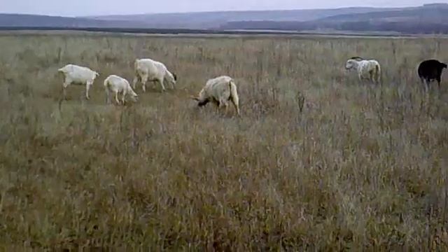 Огул козы(как часто?) смотреть онлайн