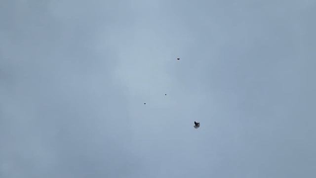 Голуби. Красиво пошли и кончился ветер. Февраль.2022. смотреть онлайн