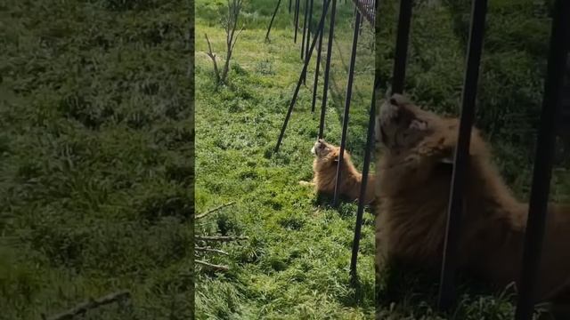 ТАЙГАН! Лучше ОДИН РАЗ УВИДЕТЬ, ЧЕМ СТО РАЗ УСЛЫШАТЬ! ?✊️