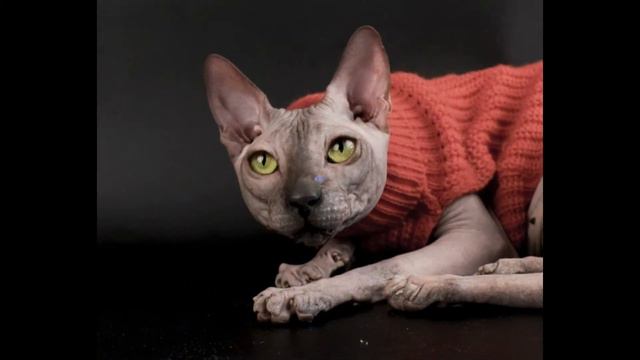 Релакс. Гламурный! смотреть онлайн