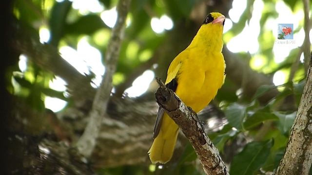 Голоса птиц. Китайская черноголовая иволга (лат. Oriolus chinensis) смотреть онлайн