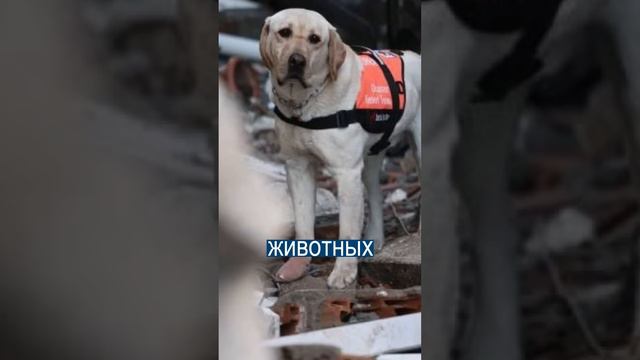 Собак-героев взяли в 1 класс самолета смотреть онлайн