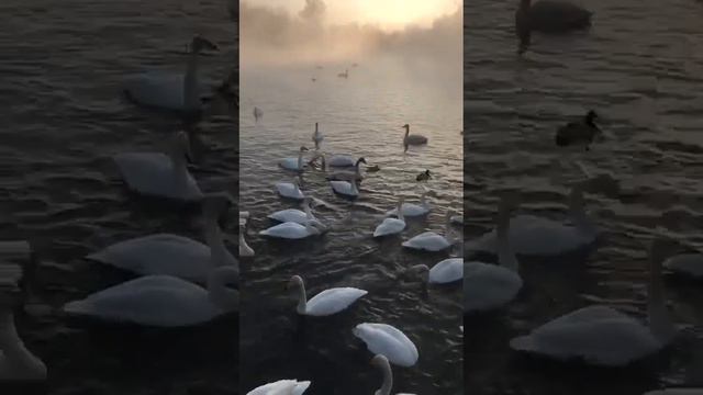 Лебединый заказник, озеро Светлое смотреть онлайн