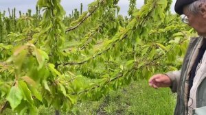 Как правильно подобрать опылители к основным сортам черешни.