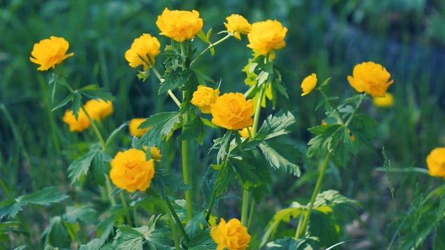 Желтые весенние цвета. Купальница цветет | Футажи красивая природа [FullHD] смотреть онлайн